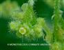  Male fl. with 4 anthers at column